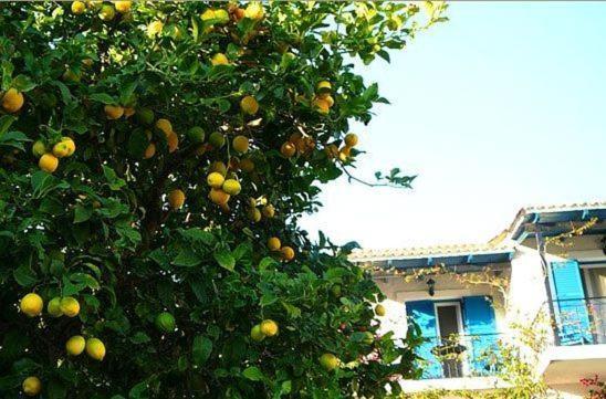 باليوكاستريتسا Villa Fiorita المظهر الخارجي الصورة